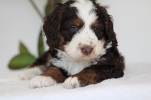 Hershey - Mini Bernedoodle Hershey - Mini Bernedoodle