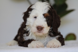 Henery - Mini Bernedoodle Henery - Mini Bernedoodle