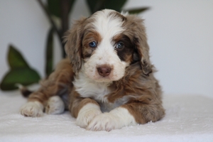 Coco - Mini Bernedoodle Coco - Mini Bernedoodle