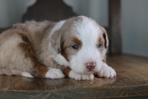 Wade - Standard ULTRA Bernedoodle Wade - Standard ULTRA Bernedoodle