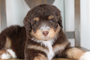 Snickers - Standard Aussie Mountain Doodle Snickers - Standard Aussie Mountain Doodle