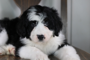 Oreo - Standard Aussie Mountain Doodle Oreo - Standard Aussie Mountain Doodle