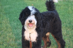 Shady Oak's King - Medium Bernedoodle