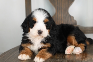 Waffles - Standard ULTRA Bernedoodle Waffles - Standard ULTRA Bernedoodle