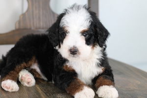 Whisper - Standard ULTRA Bernedoodle Whisper - Standard ULTRA Bernedoodle