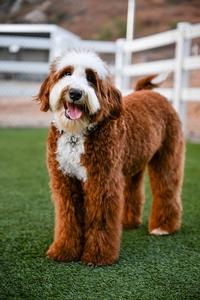 Phillip  - Mini Bernedoodle 