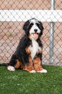  Savannah - Standard Bernedoodle 