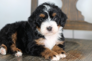 Wild Flower - Standard ULTRA Bernedoodle Wild Flower - Standard ULTRA Bernedoodle