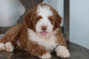 Wendy - Standard ULTRA Bernedoodle Wendy - Standard ULTRA Bernedoodle