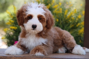 Cody - Petite Mini Bernedoodle Cody - Petite Mini Bernedoodle