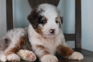 Waylon - Standard ULTRA Bernedoodle Waylon - Standard ULTRA Bernedoodle