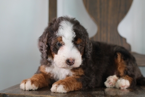 West- Standard ULTRA Bernedoodle Graphie Merle West- Standard ULTRA Bernedoodle Graphie Merle