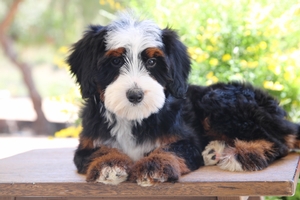 Tulip - Mini Bernedoodle Tulip - Mini Bernedoodle