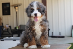 Jam - Mini Bernedoodle Jam - Mini Bernedoodle