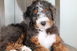 Lazer - Standard ULTRA Bernedoodle Lazer - Standard ULTRA Bernedoodle