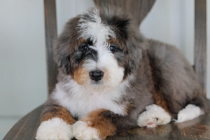 Luis - Standard ULTRA Bernedoodle Luis - Standard ULTRA Bernedoodle