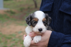 Holly - Mini Bernedoodle Holly - Mini Bernedoodle