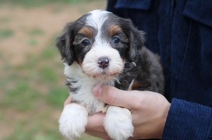 Hailey - Mini Bernedoodle Hailey - Mini Bernedoodle