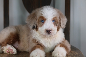 Wade - Standard ULTRA Bernedoodle Wade - Standard ULTRA Bernedoodle