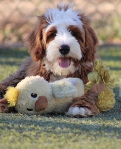 Daisy + Flash - Mini Bernedoodles Daisy + Flash - Mini Bernedoodles
