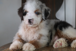 Waylon - Standard ULTRA Bernedoodle Waylon - Standard ULTRA Bernedoodle