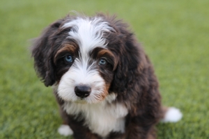 Parker - Mini Bernedoodle - Graphite Merle Parker - Mini Bernedoodle - Graphite Merle