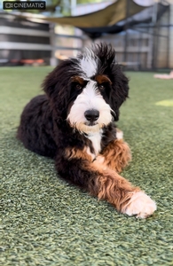  Savannah - Standard Bernedoodle 