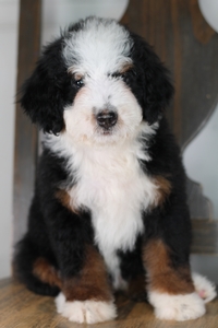 Whisper - Standard ULTRA Bernedoodle Whisper - Standard ULTRA Bernedoodle