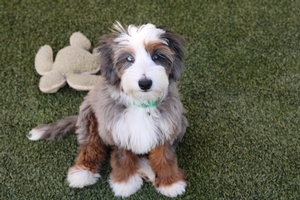 Blaze - Mini Bernedoodle Blaze - Mini Bernedoodle