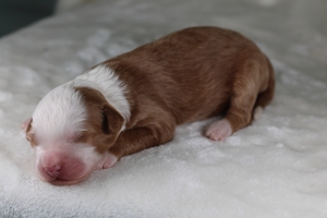 pending name 2 