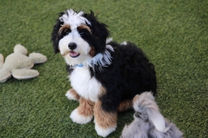 Story + Cardiff - Mini Bernedoodles Story + Cardiff - Mini Bernedoodles