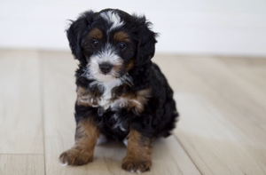 Clover - Petite Mini Bernedoodle 