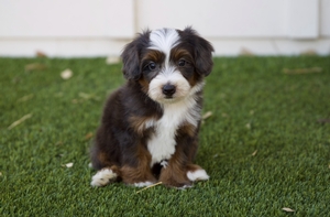 Sammy - Mini Bernedoodle 