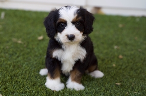 READY NOW Ladybug - Mini Bernedoodle 