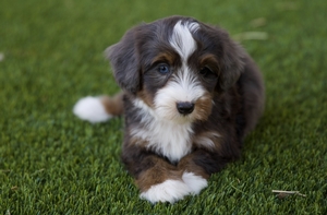 Halle - Mini Bernedoodle 