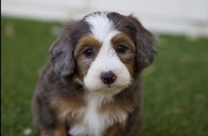 Maple - Mini Bernedoodle 