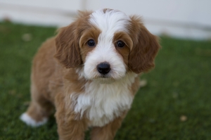 READY NOW Pumpkin - Mini Bernedoodle