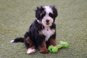 Candy - Petite Mini Bernedoodle Candy - Petite Mini Bernedoodle