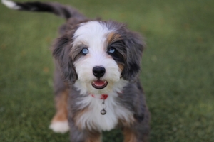 Gemma - Mini Bernedoodle Gemma - Mini Bernedoodle