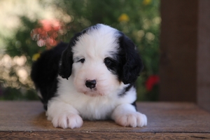 Jazzy - ULTRA Mini Bernedoodle Jazzy - ULTRA Mini Bernedoodle