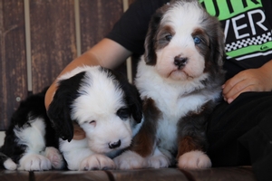 Jett - ULTRA Mini Bernedoodle Jett - ULTRA Mini Bernedoodle