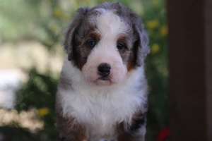 Jolie - ULTRA Mini Bernedoodle Jolie - ULTRA Mini Bernedoodle
