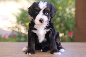 Mason - ULTRA Mini Bernedoodle Mason - ULTRA Mini Bernedoodle