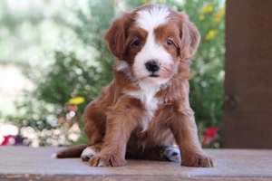 Moxie - Petite ULTRA Mini Bernedoodle Moxie - Petite ULTRA Mini Bernedoodle