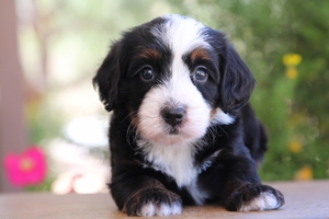 Millie - Petite ULTRA Mini Bernedoodle Millie - Petite ULTRA Mini Bernedoodle