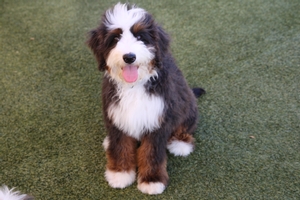Oliver - Standard ULTRA Bernedoodle - Graphite Merle Oliver - Standard ULTRA Bernedoodle - Graphite Merle