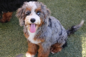 Aspen - Mini Bernedoodle Aspen - Mini Bernedoodle