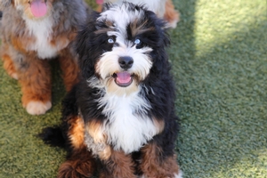 Pending name - Mini Bernedoodle Pending name - Mini Bernedoodle