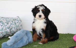 Charlie + Flash - Petite Mini Bernedoodles Charlie + Flash - Petite Mini Bernedoodles