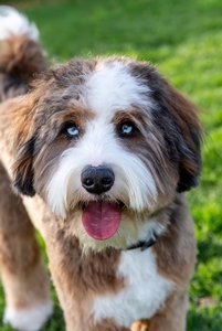Maizy + Major - Mini Bernedoodles Maizy + Major - Mini Bernedoodles